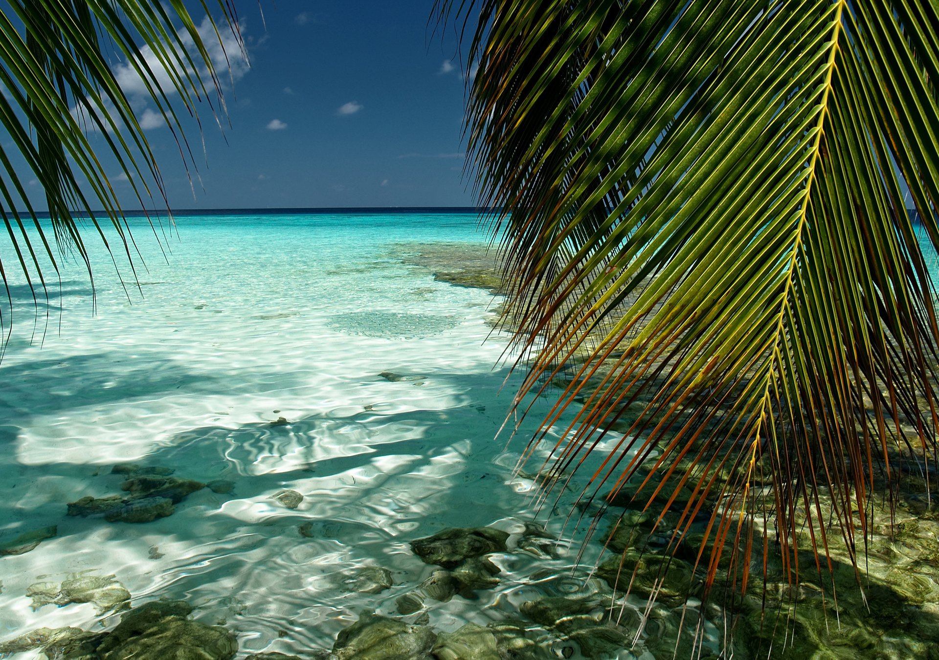 natur malediven süd-male kaafu indischer ozean meer wasser transparenz himmel palmen laub