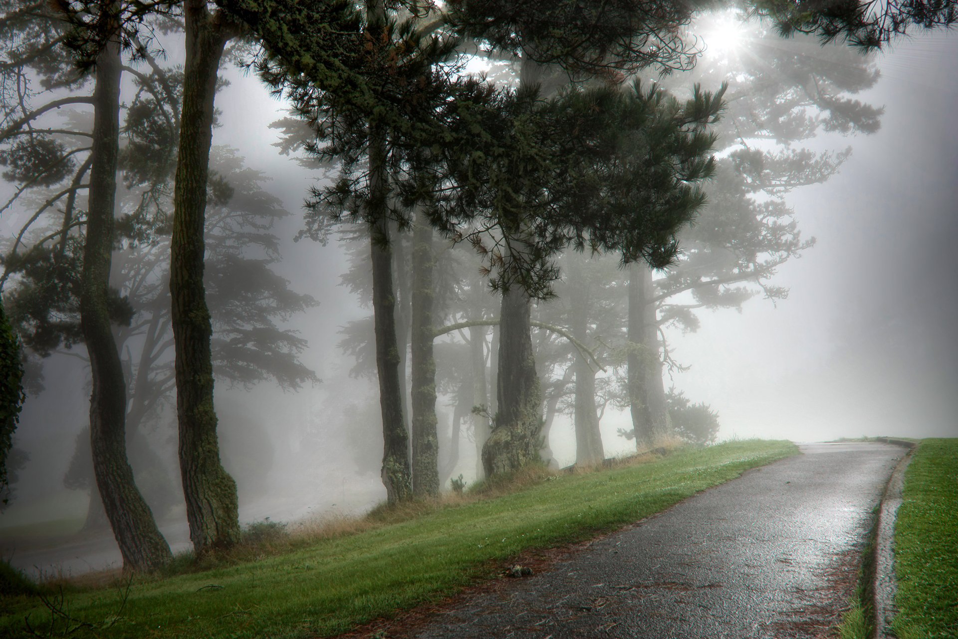 nature aleika humide matin parc brouillard