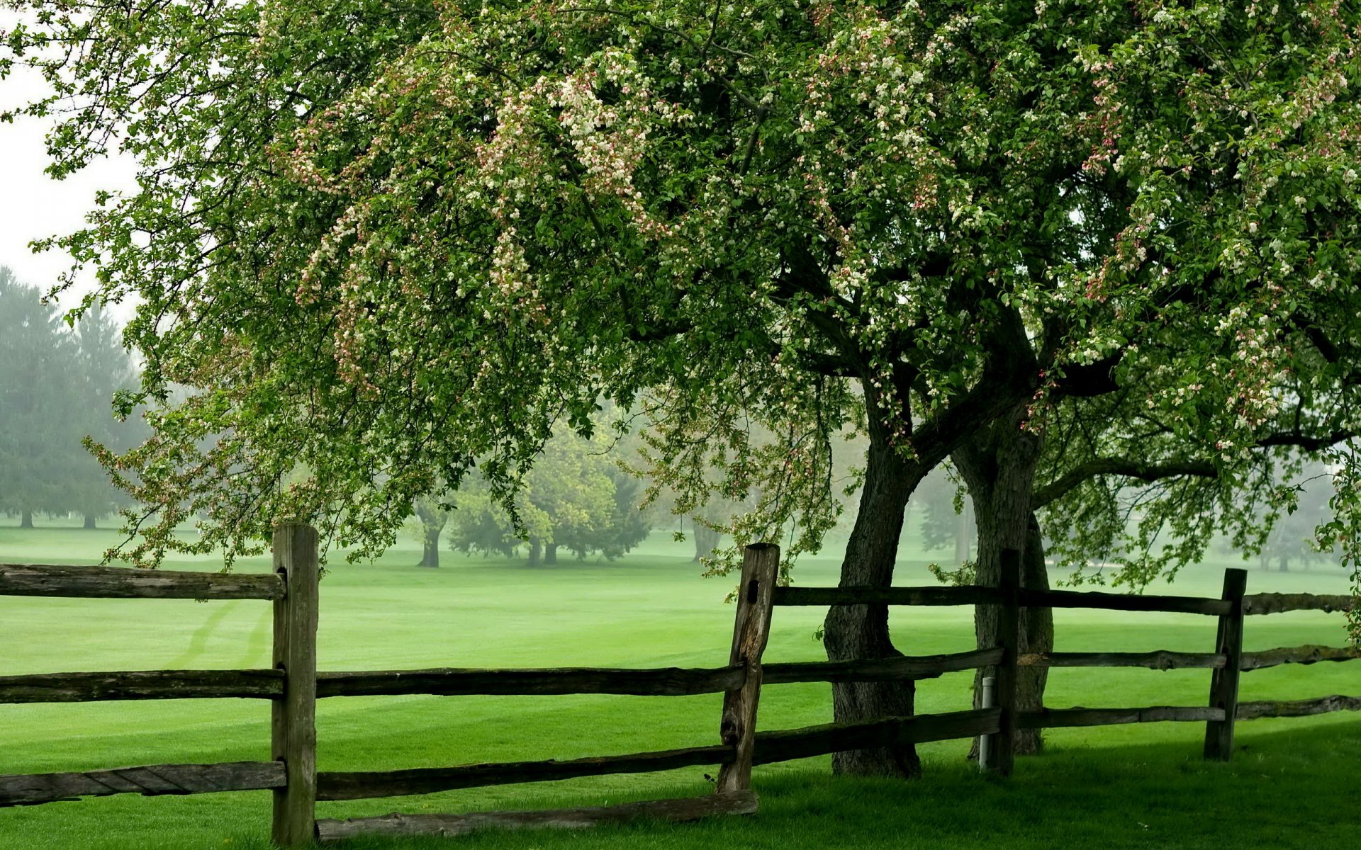 campo albero recinzione estate