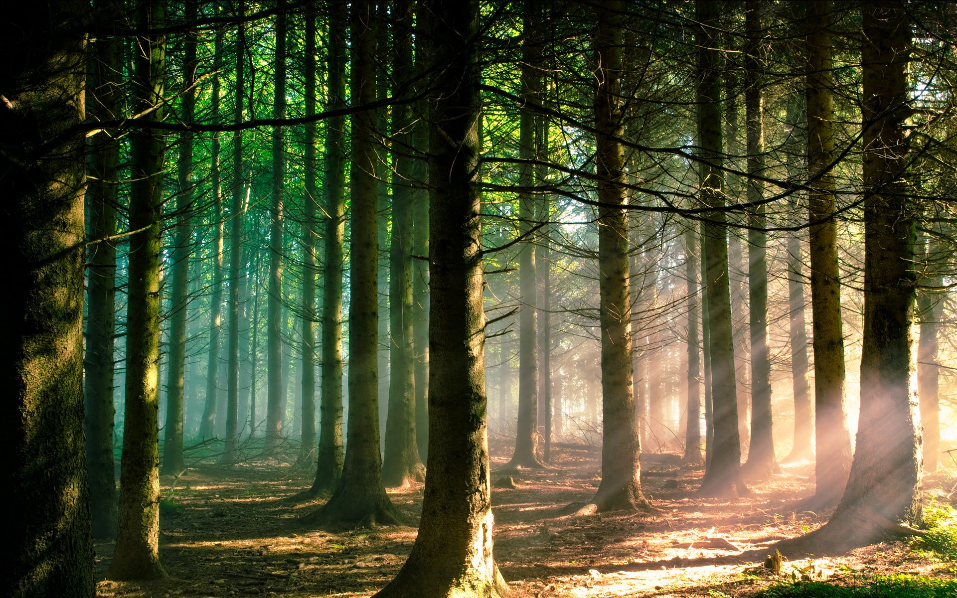 nature forest light