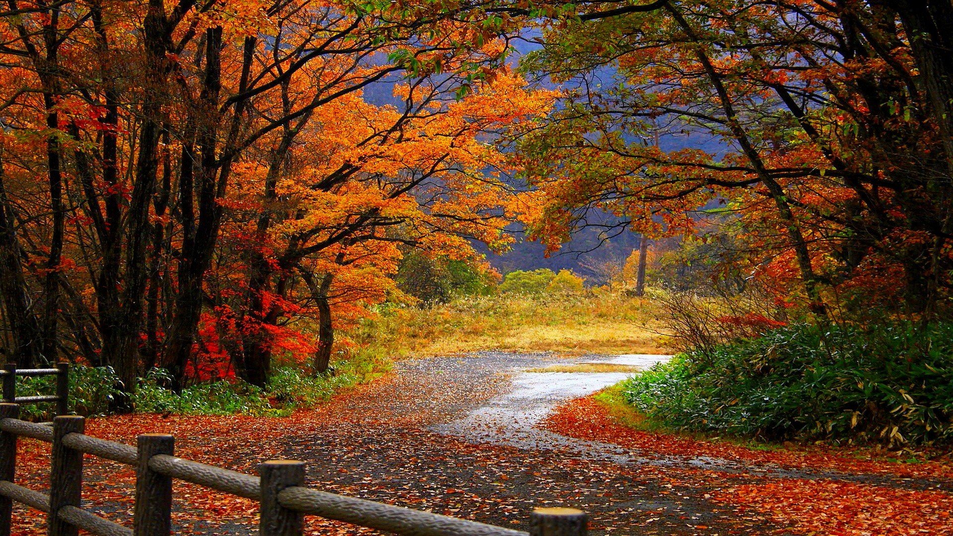 autumn forest trees leaves road fence fence