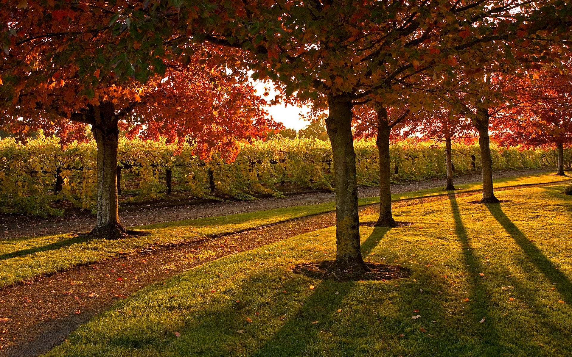 otoño árboles arbustos hojas camino parque soleado día