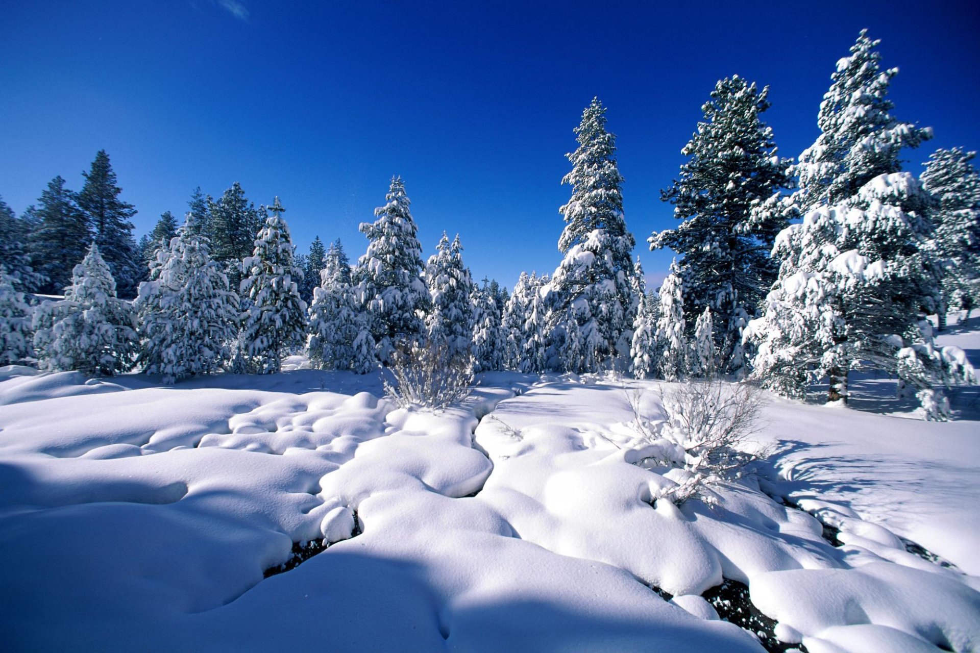 inverno neve alberi pini abete rosso