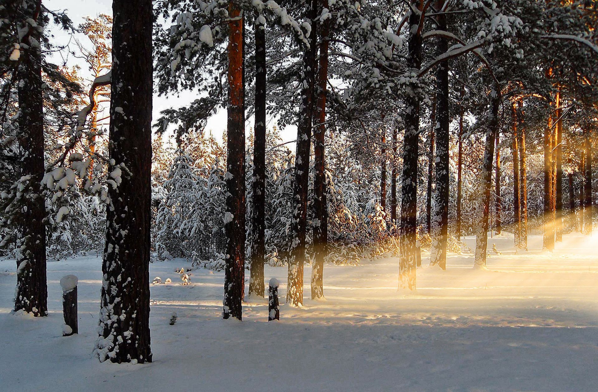 invierno amanecer mañana bosque nieve rayos naturaleza