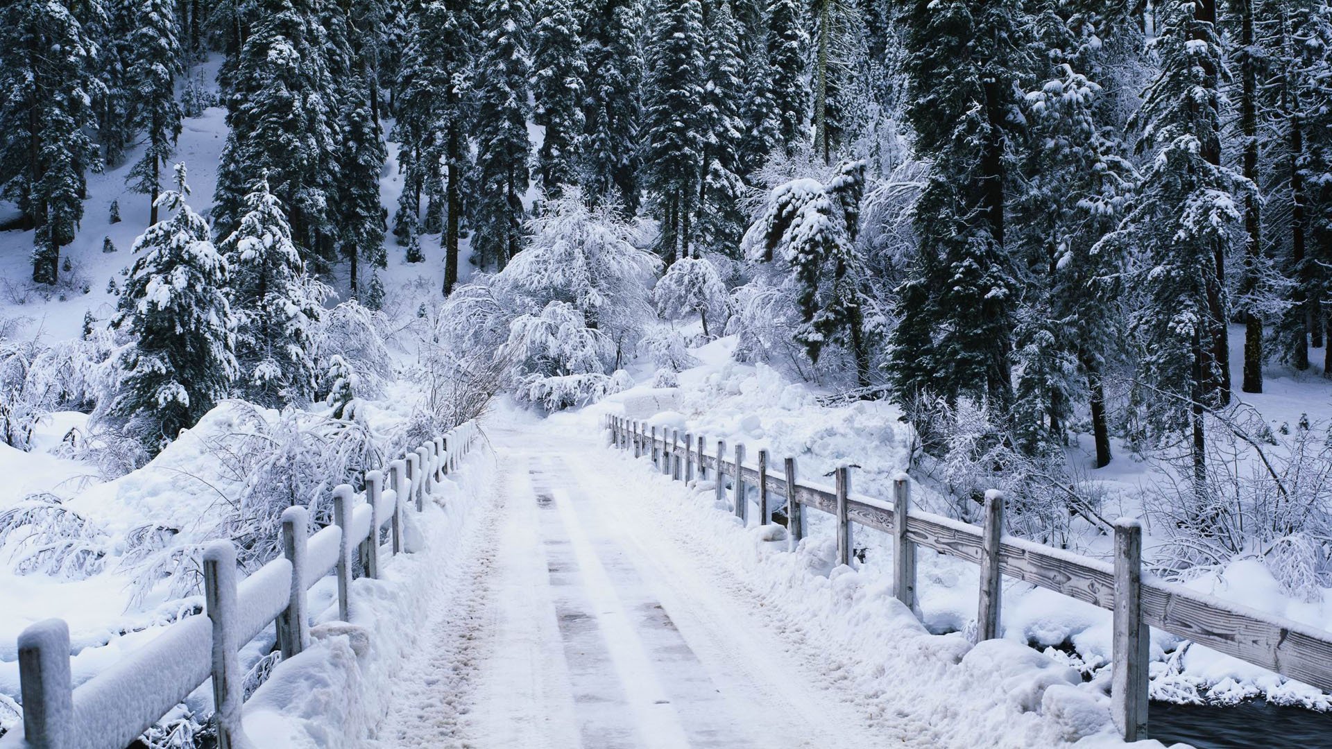 winter brücke wald straße fluss