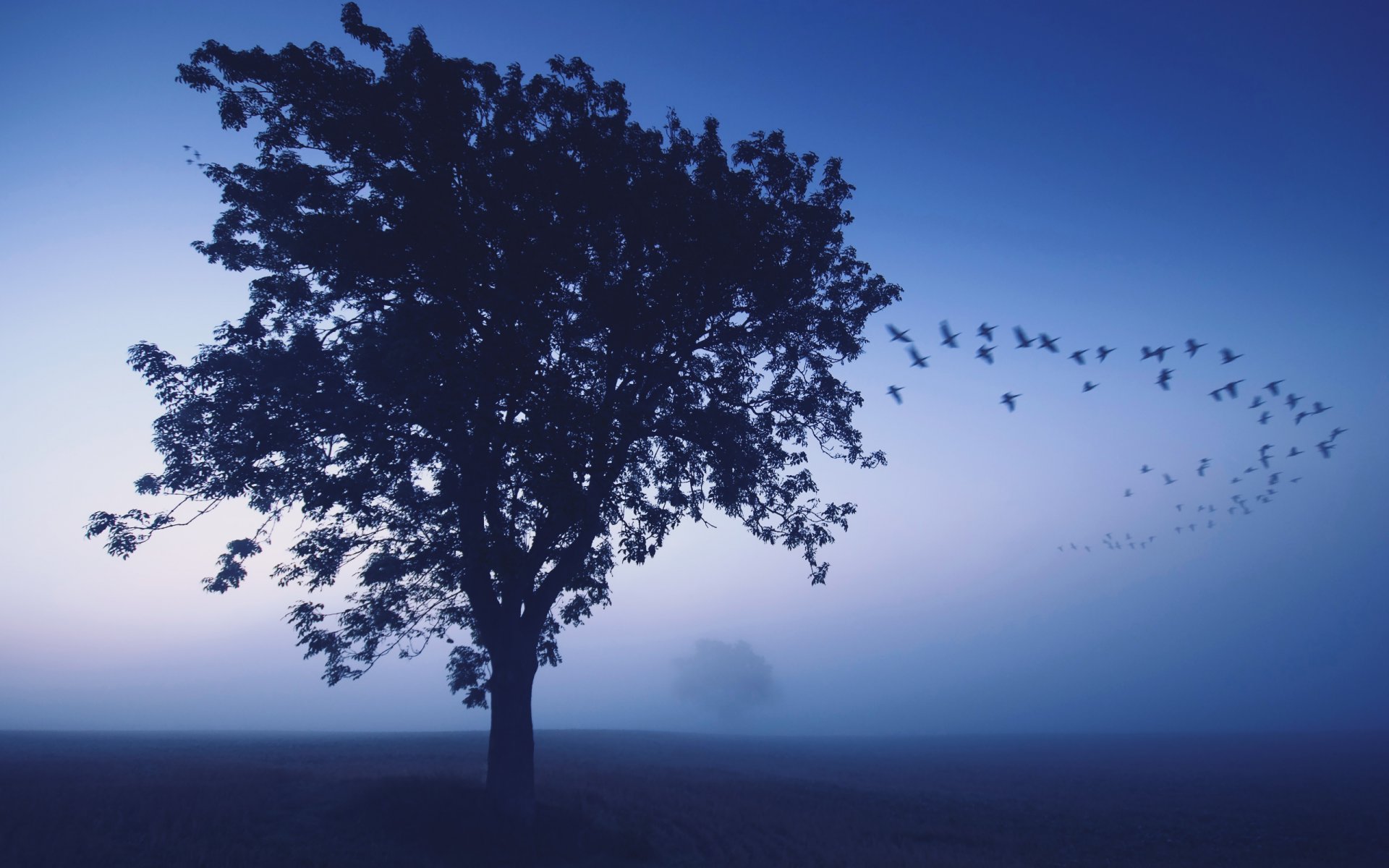 tree fog bird