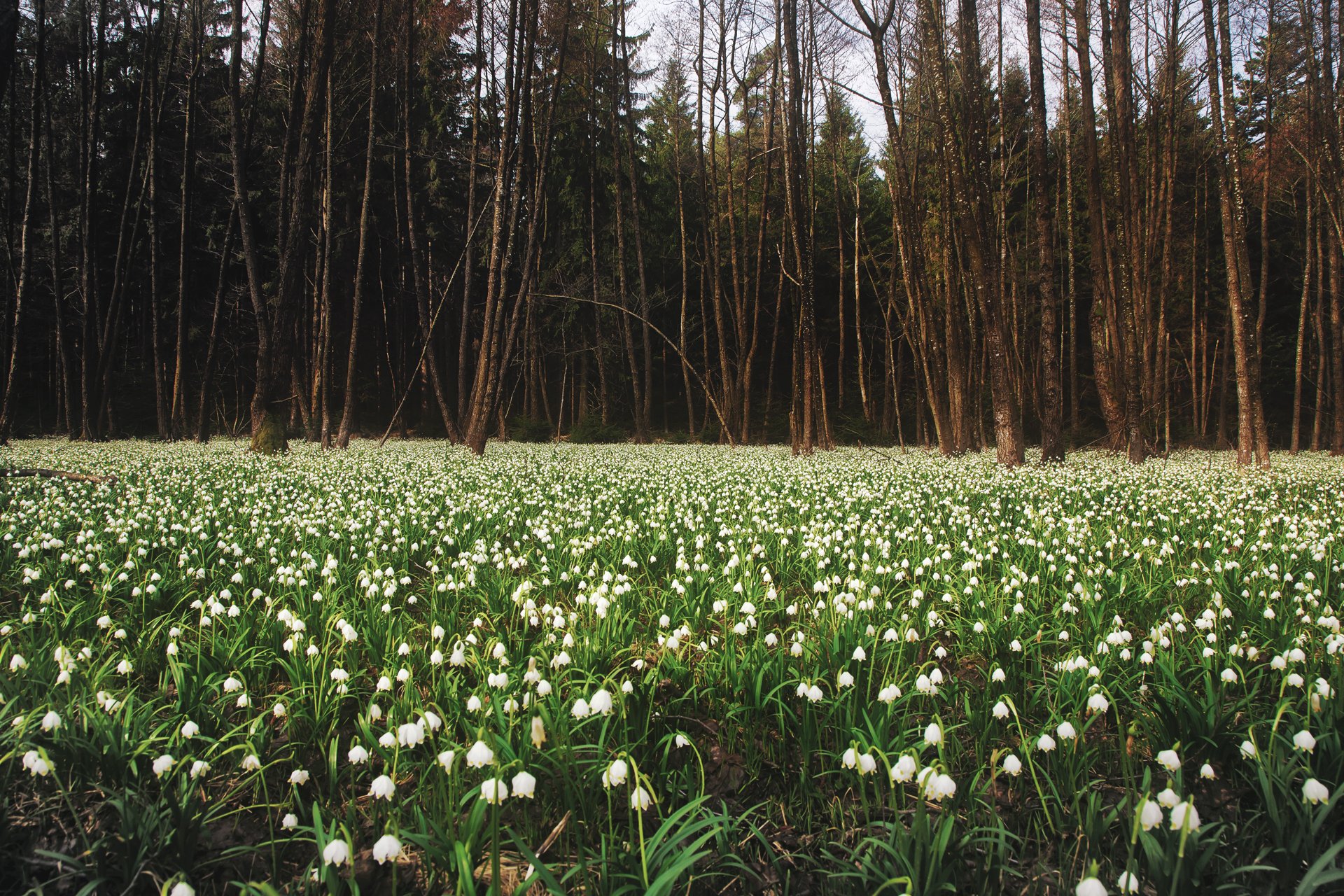 nature spring field snowdrops forest