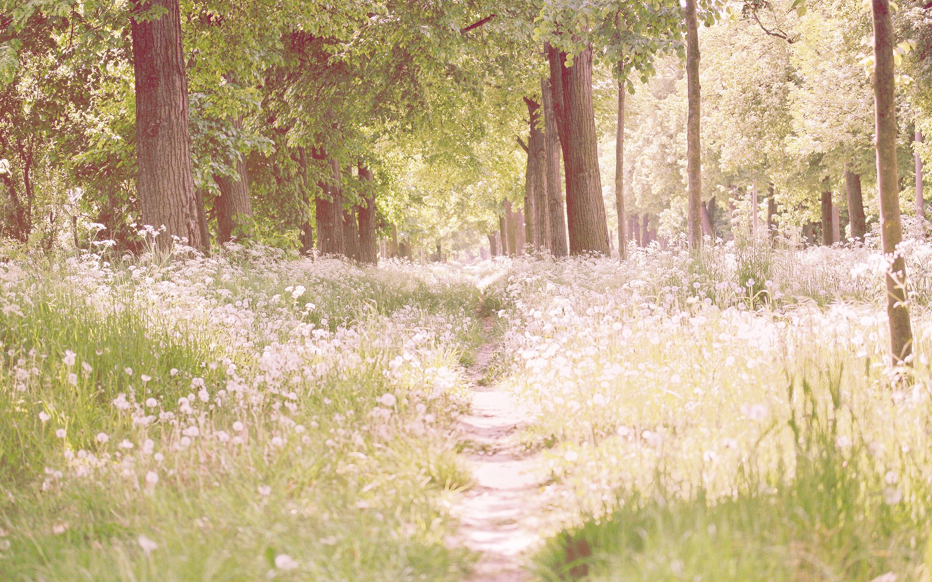 grass tree green path landscape