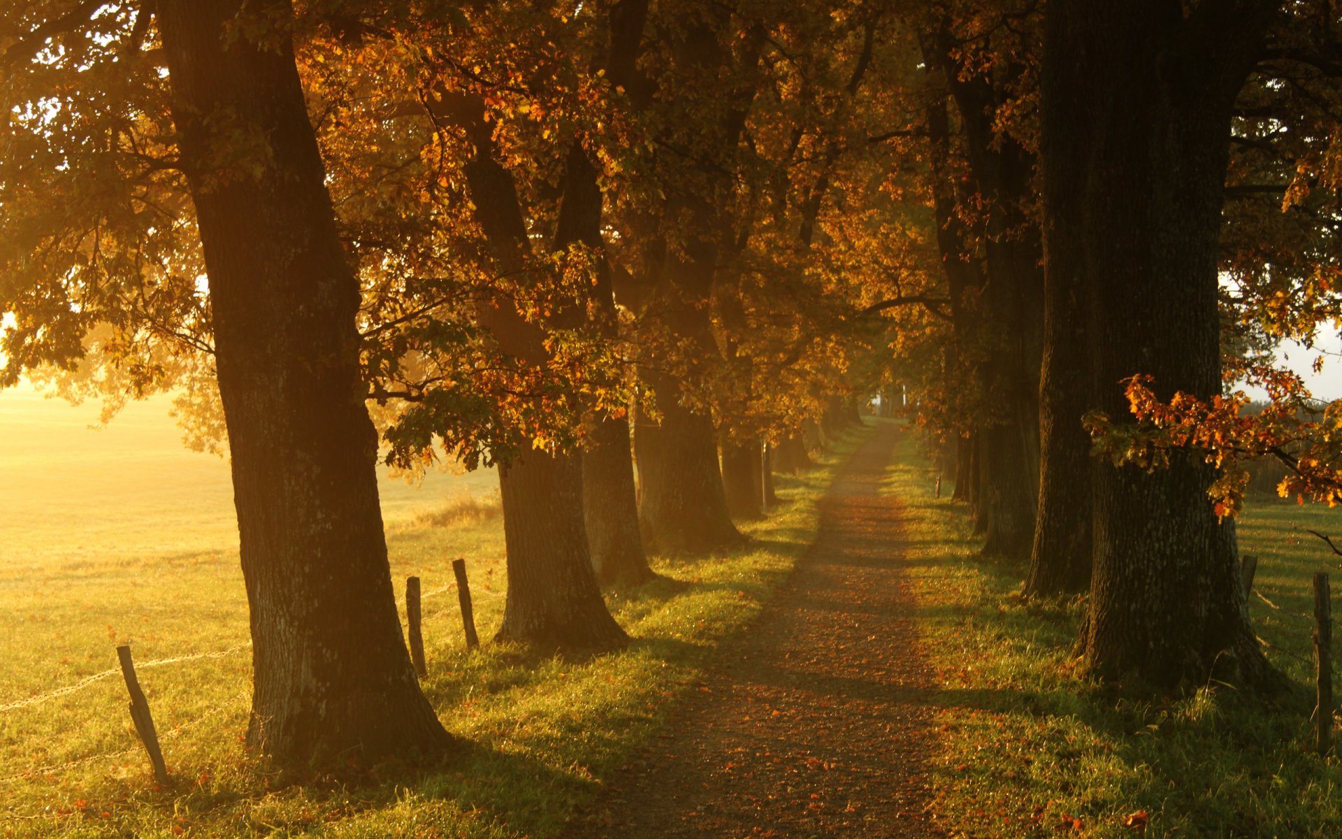 natur landschaft gehweg bäume gras herbst blätter sonne licht spuren 2560x1600