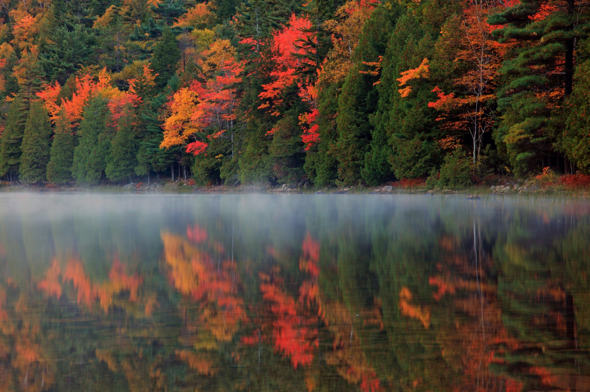 natura foresta autunno fiume riflessione nebbia