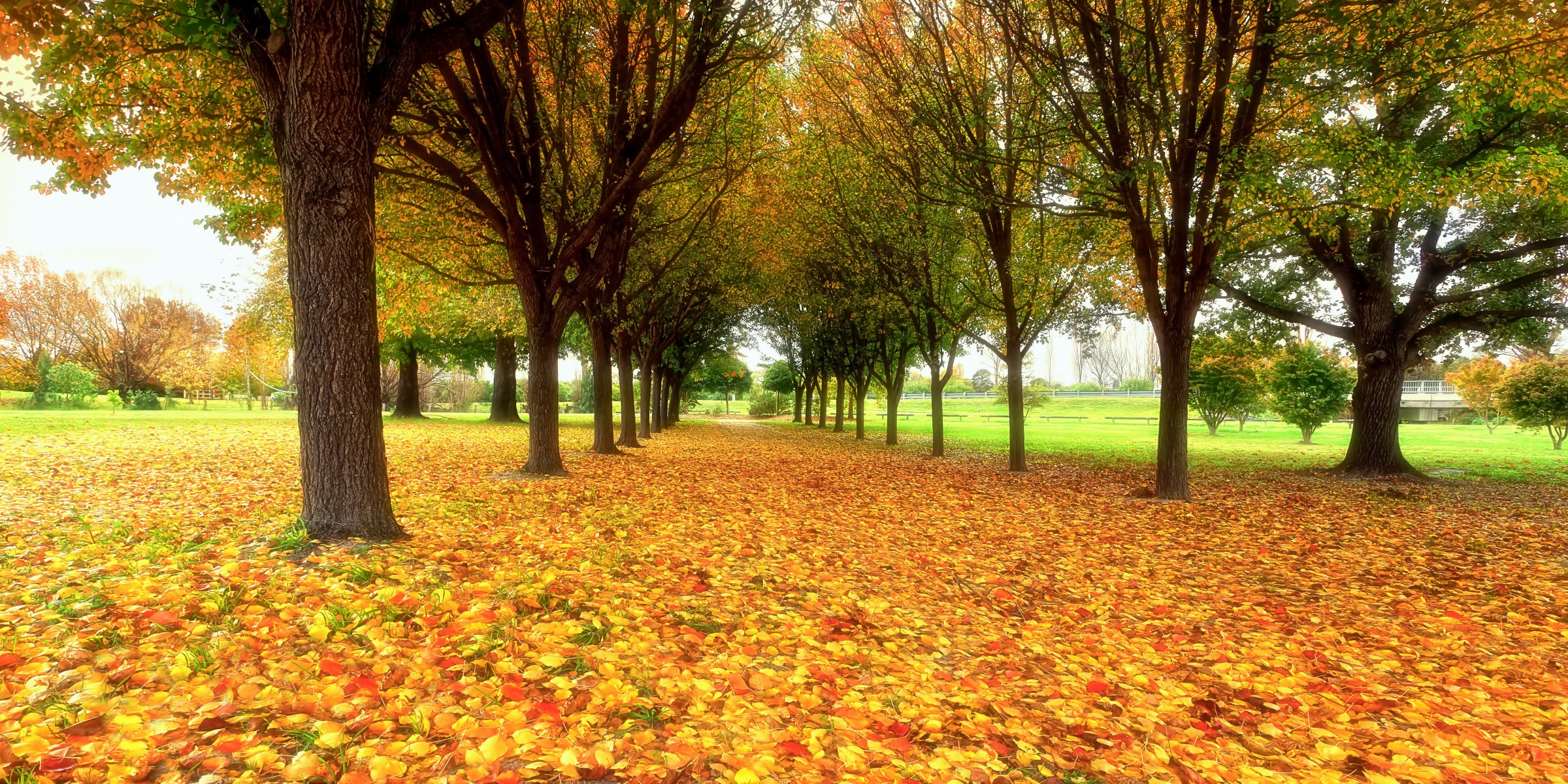 natura jesień park liście