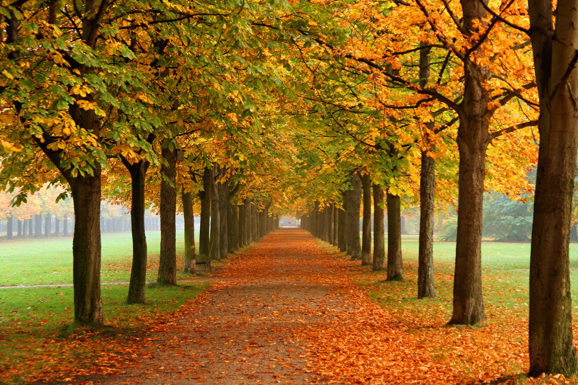 nature automne parc alea châtaignes