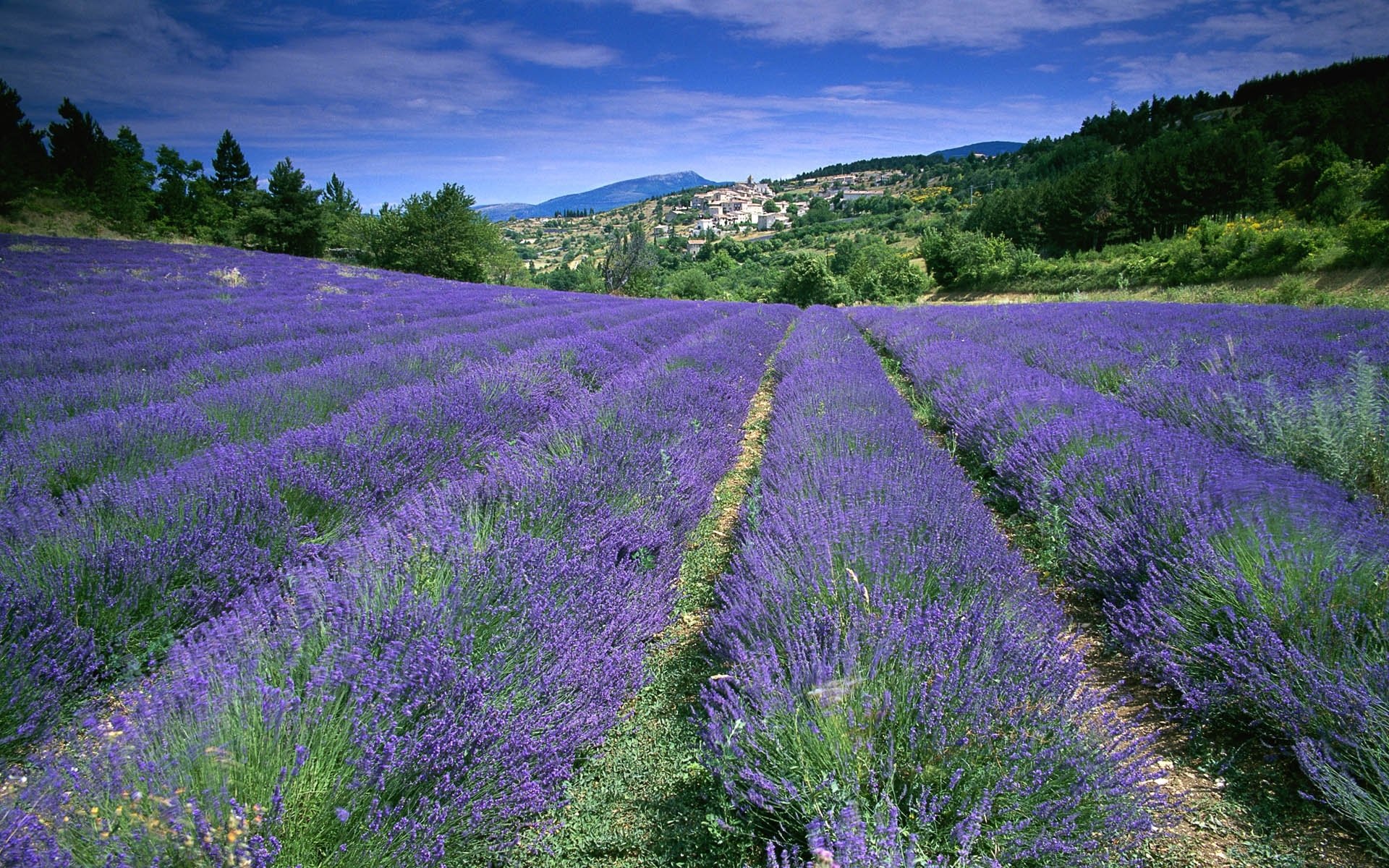 provence france champ lavande fleurs