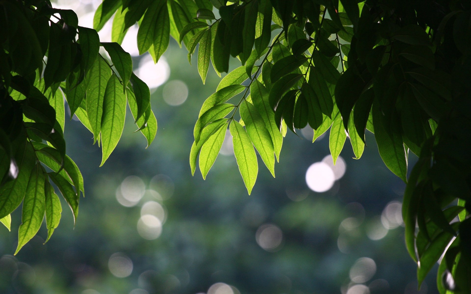 feuilles été arbre bokeh