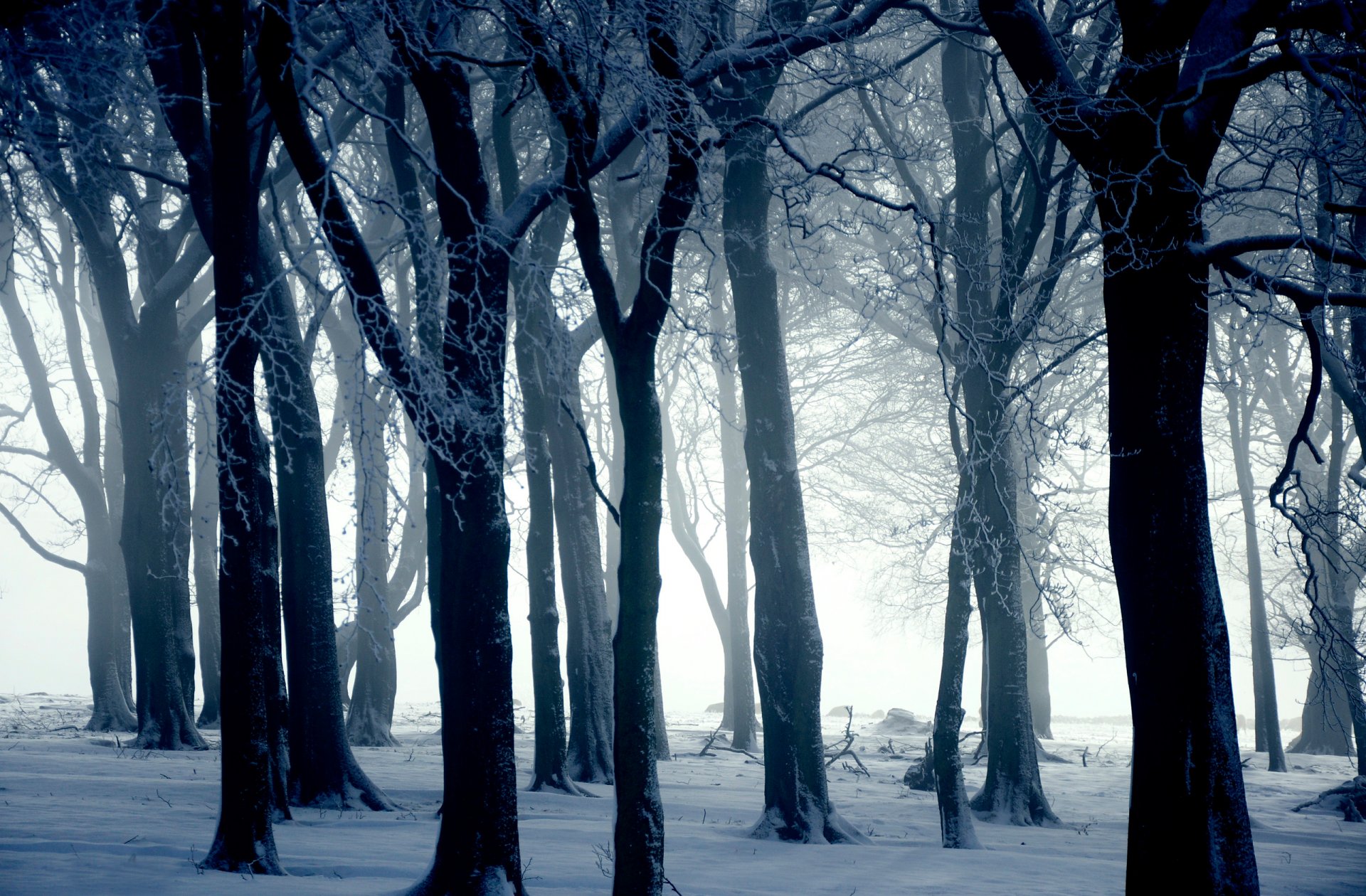 natura inverno alberi neve ini