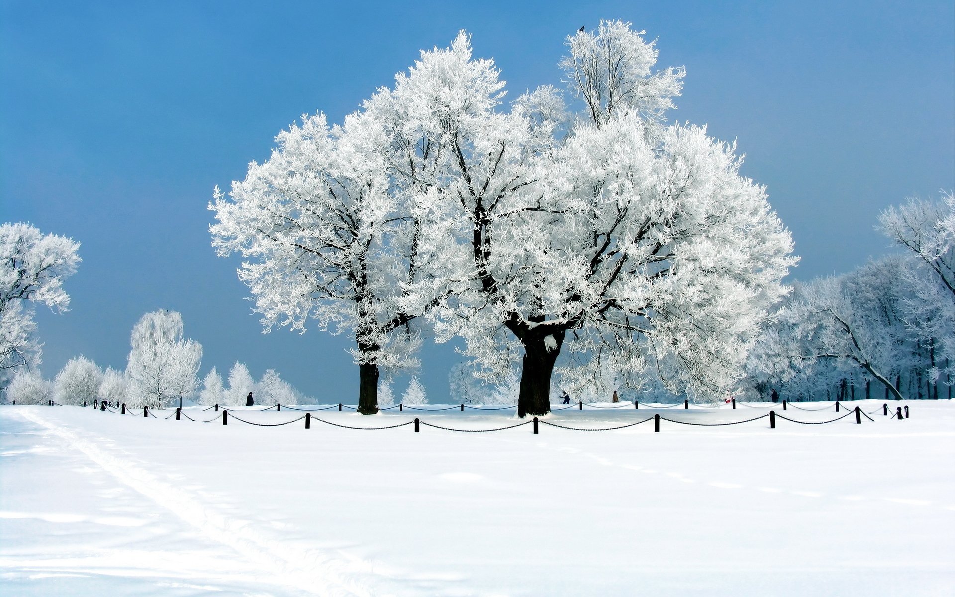 natura alberi inverno neve gelo