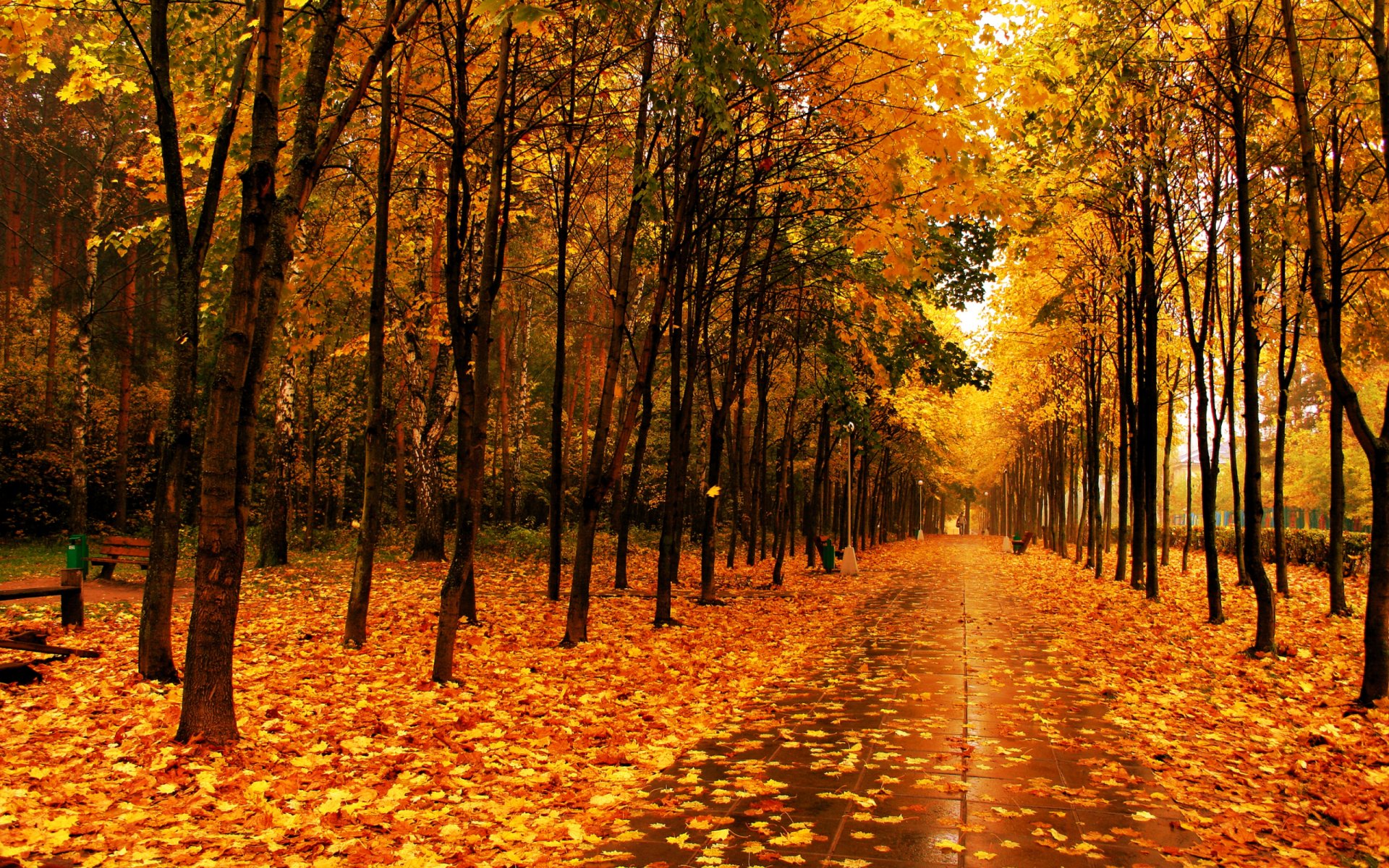 autumn tree leaves park alley