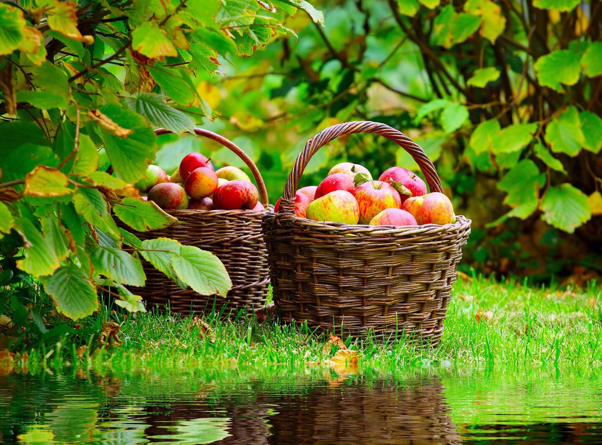 manzanas rojas naturaleza espejo cesta maduro manzanas cebolla reflexión estanque