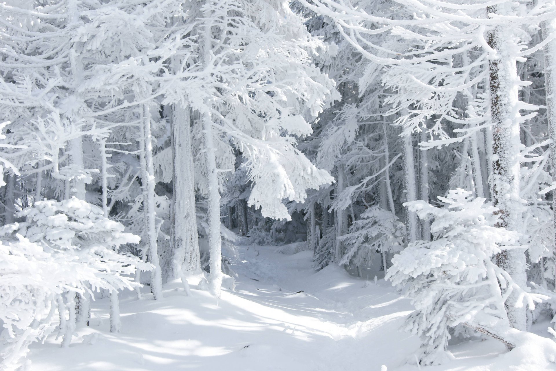 nature hiver conte de fées neige forêt