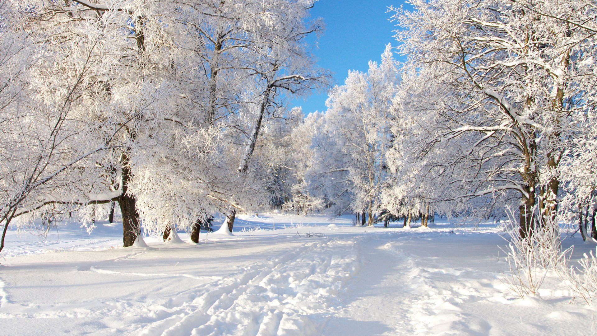 cielo neve alberi inverno