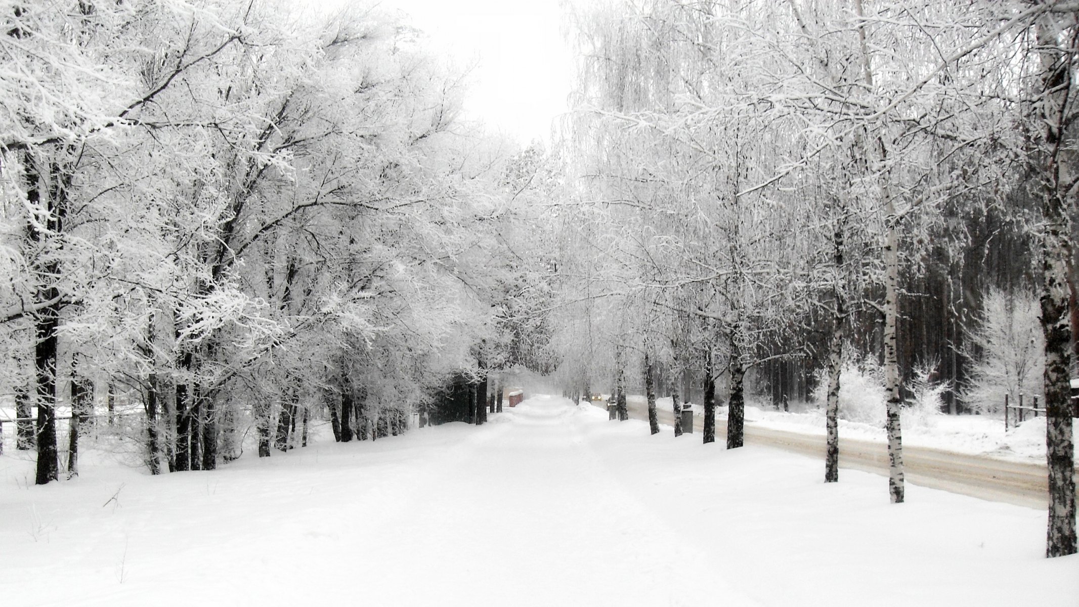 hiver nature arbres neige