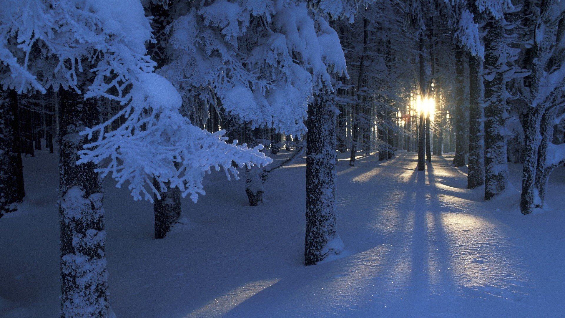 invierno nieve bosque árboles ramas sol resplandor luz