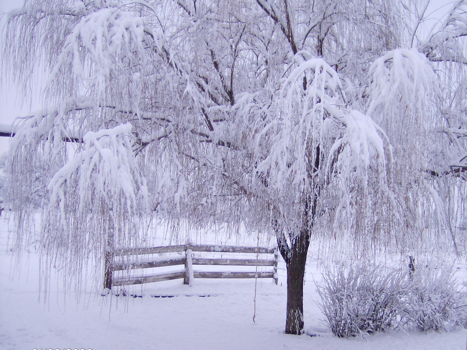 winter snow frost tree branches fence