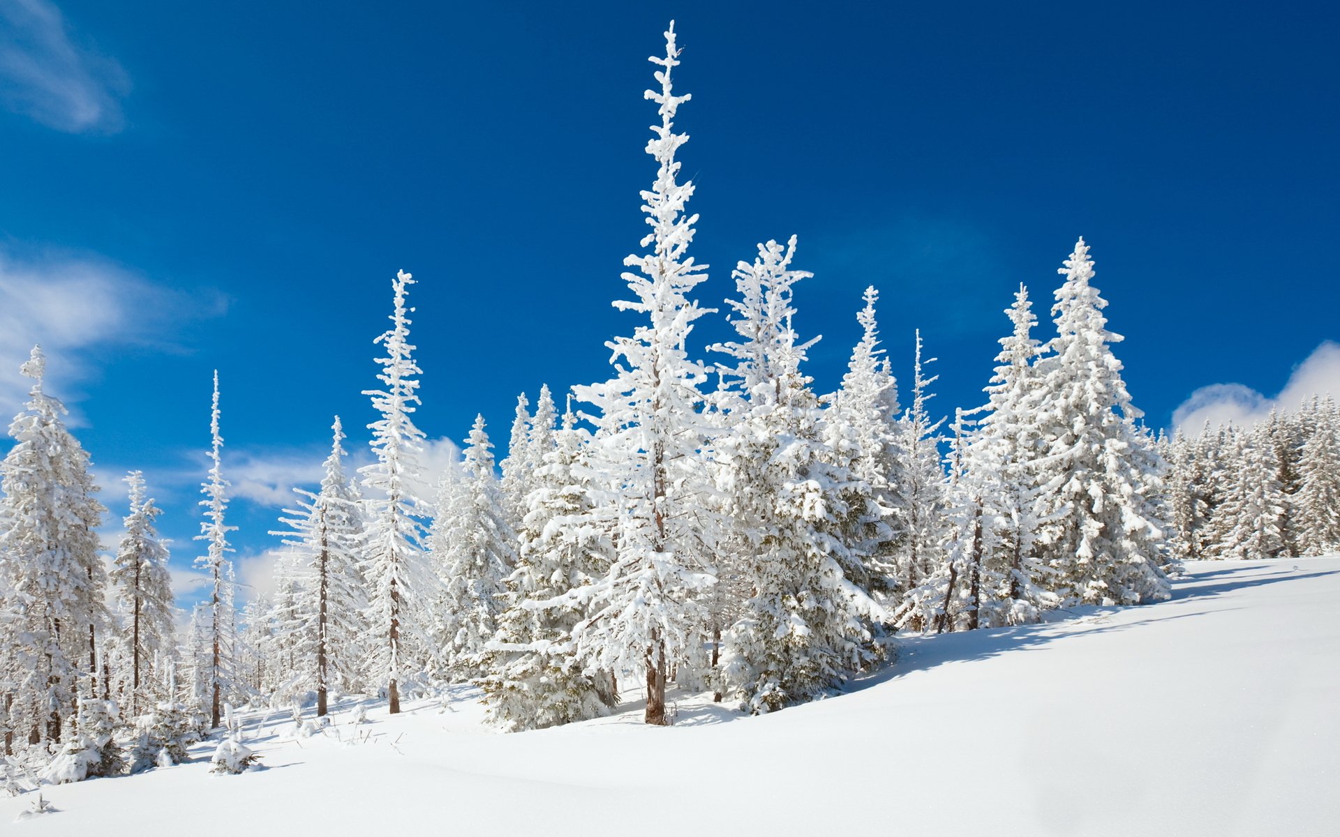 nature forest winter snow