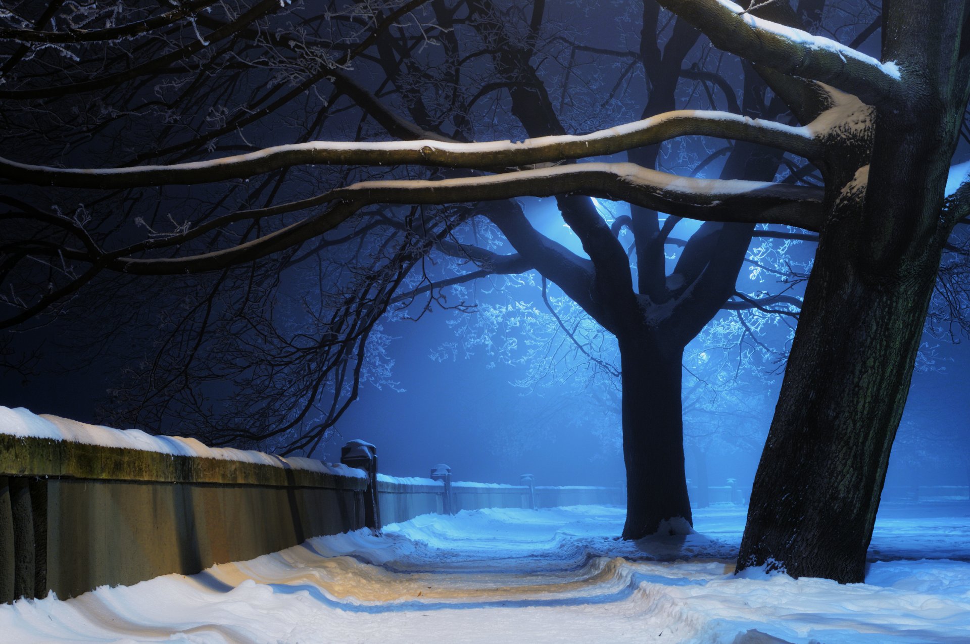 nature hiver arbres parc neige nuit lumière aleika mur