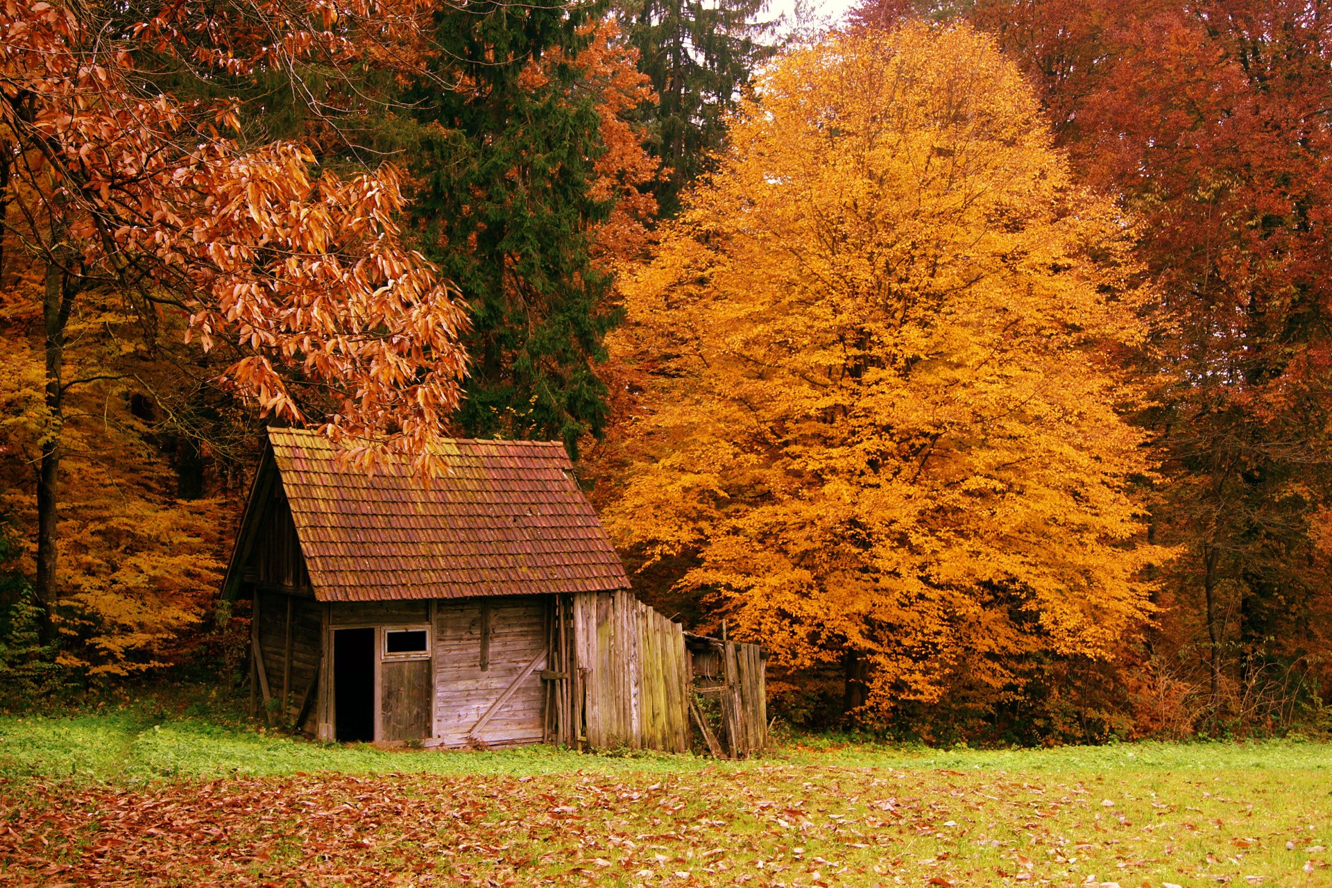 nature automne forêt maison