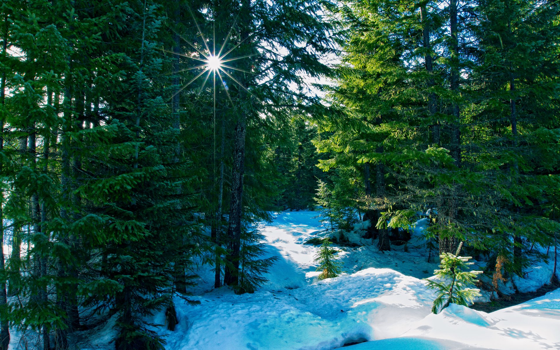 natur winter wald strahlen