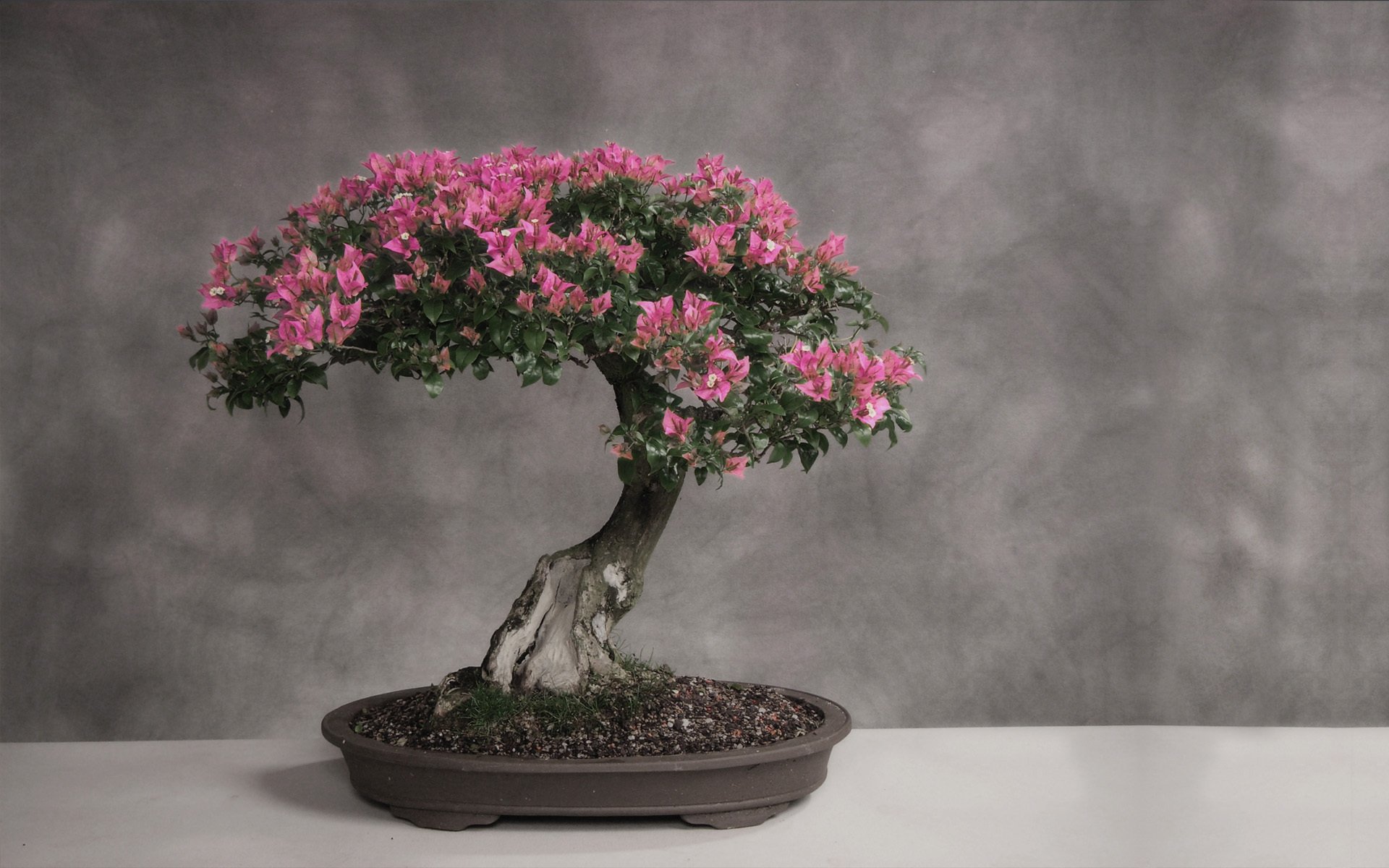 bonsai drzewo japonia stojak stół światło liście