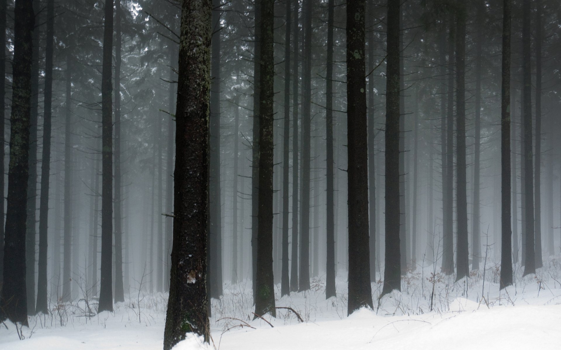 nature d hiver hiver neige gel froid forêts arbre arbres troncs chutes de neige fond d écran d hiver