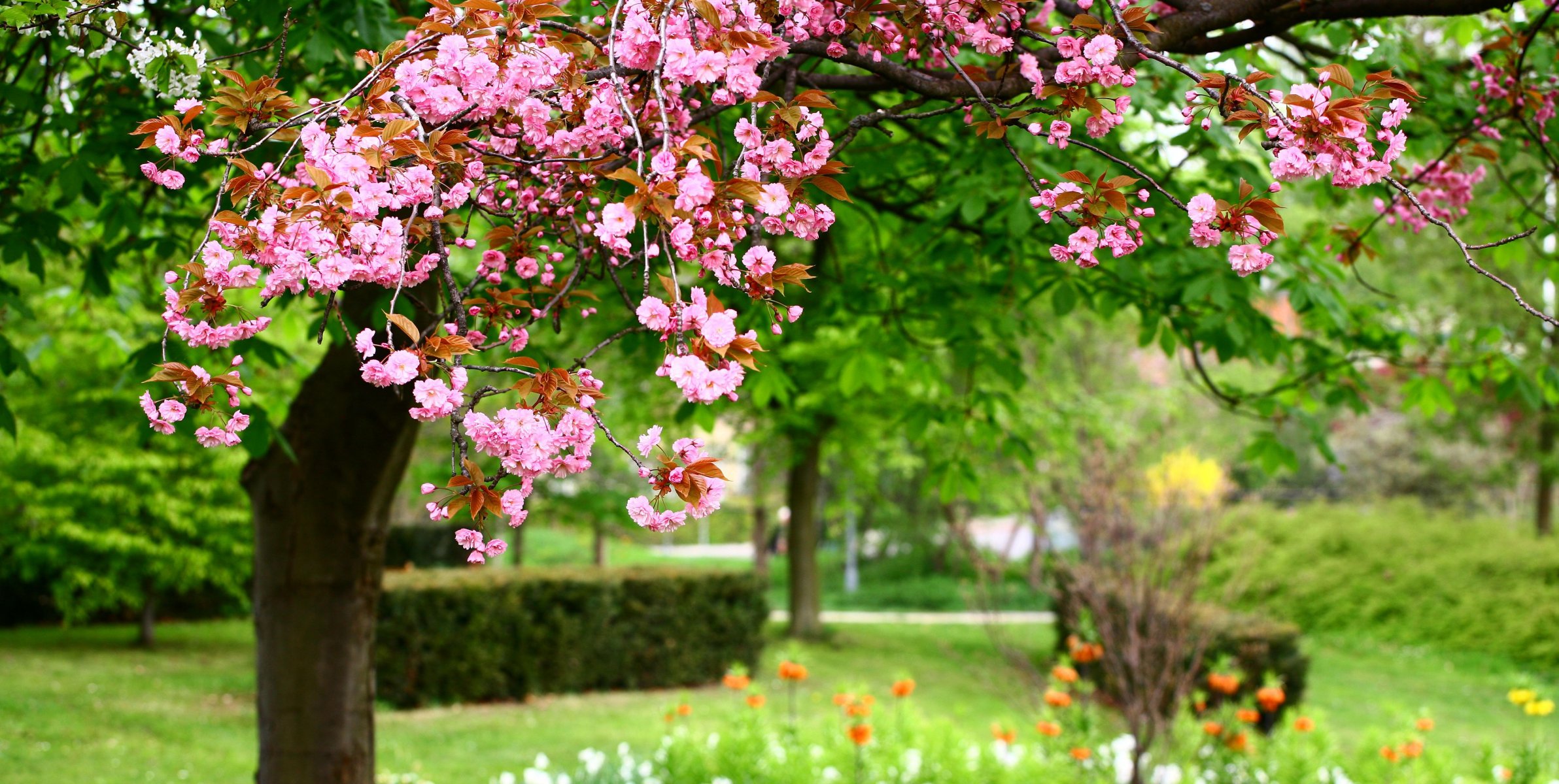 photo nature pink flowers park pink flower spring