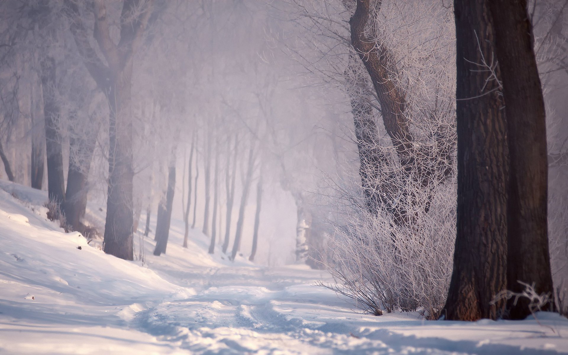 winter snow forest road