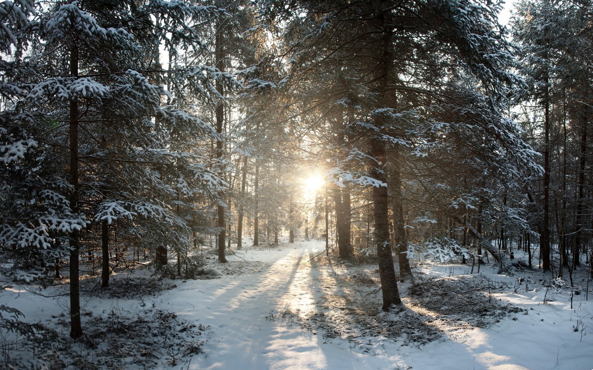 états-unis wisconsin phillips north woods hiver neige lever du soleil hiver