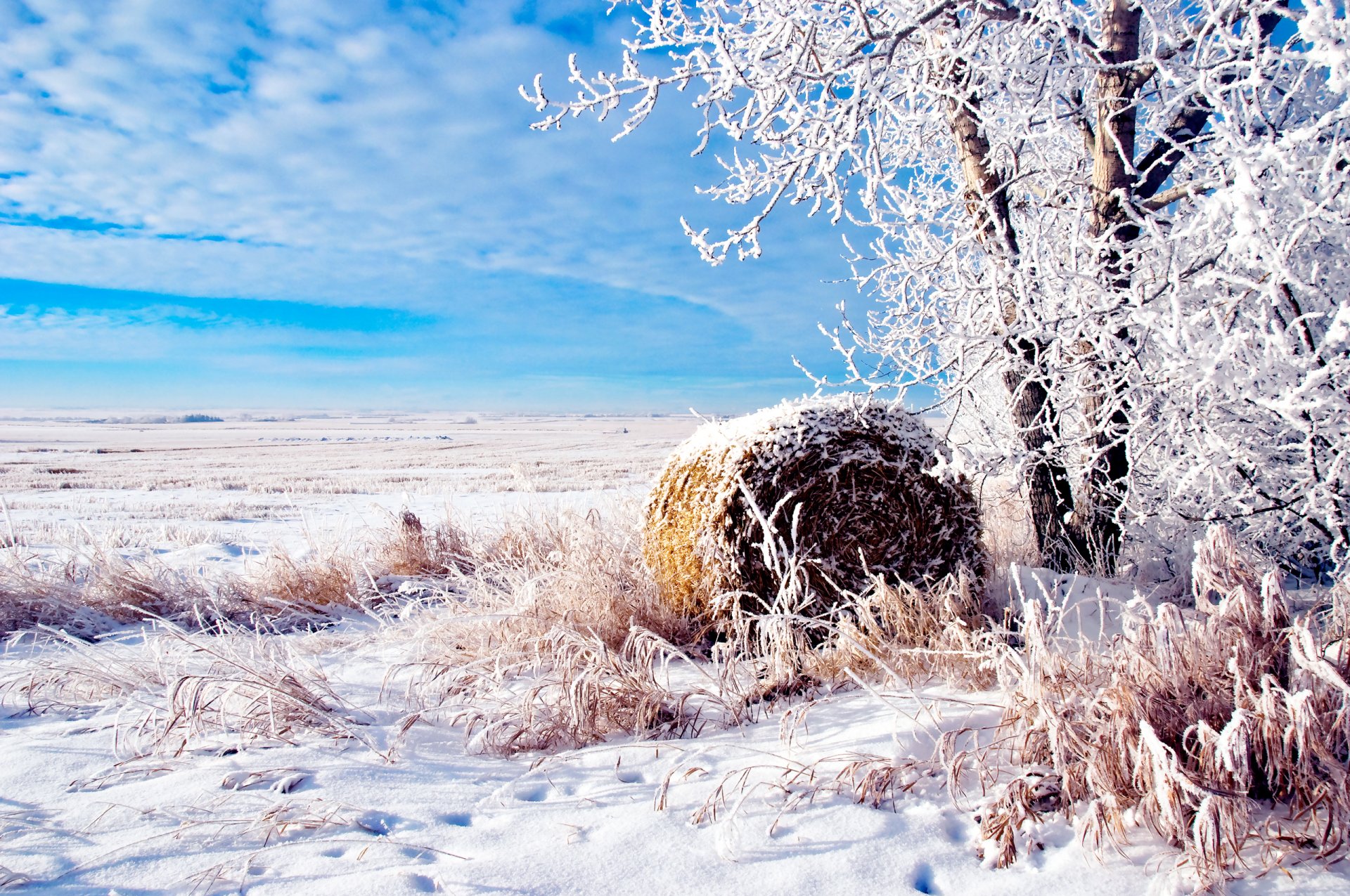 nature winter the field tree roll iny