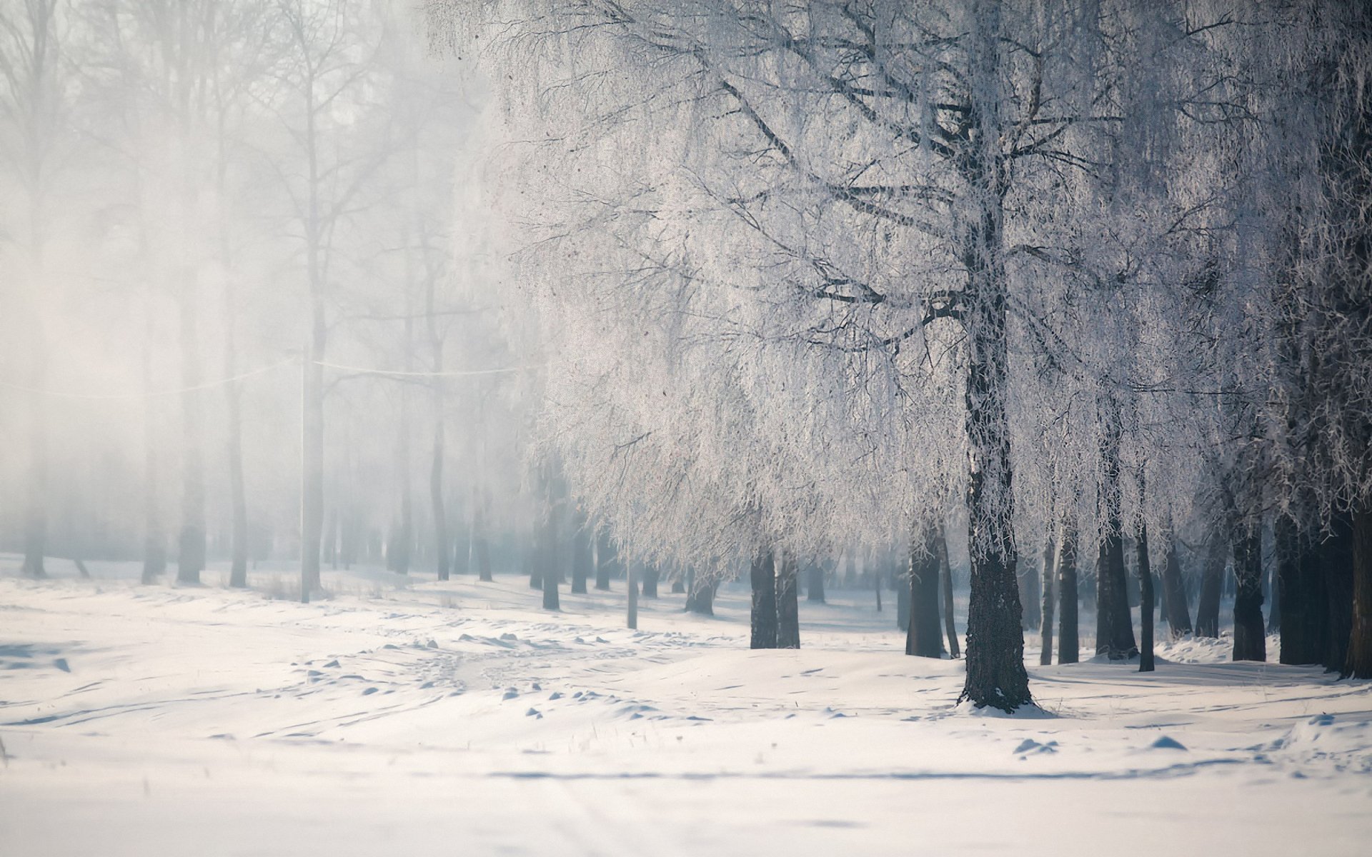 hiver neige arbres calme