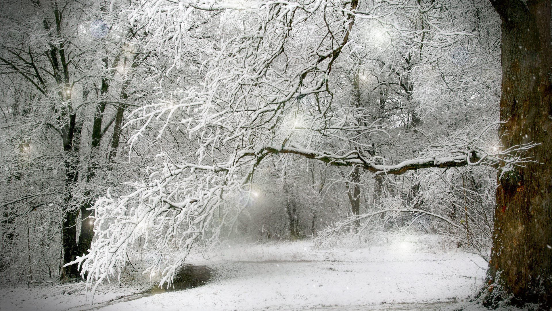 winter schnee wald bäume