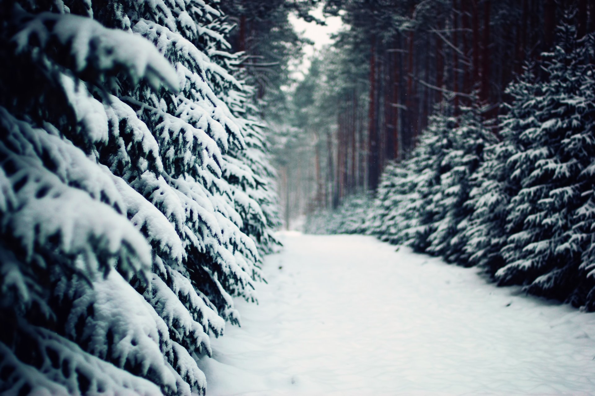 winter wald fichten kiefern gehweg weg natur polen