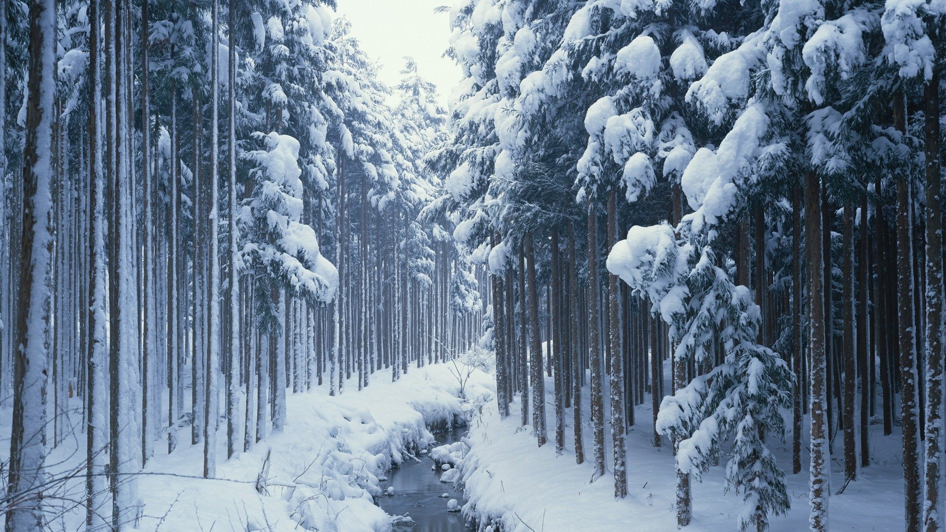 natura las zima śnieg potok