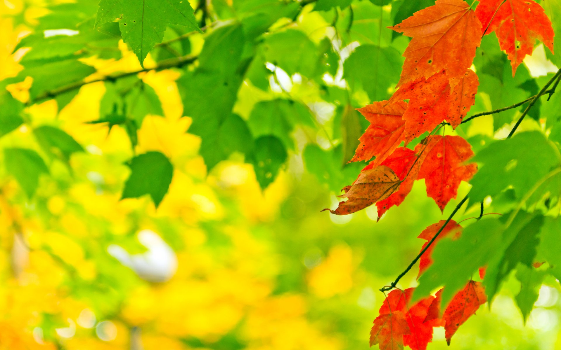 natura jesień liście farby światło bokeh kolory 2560x1600