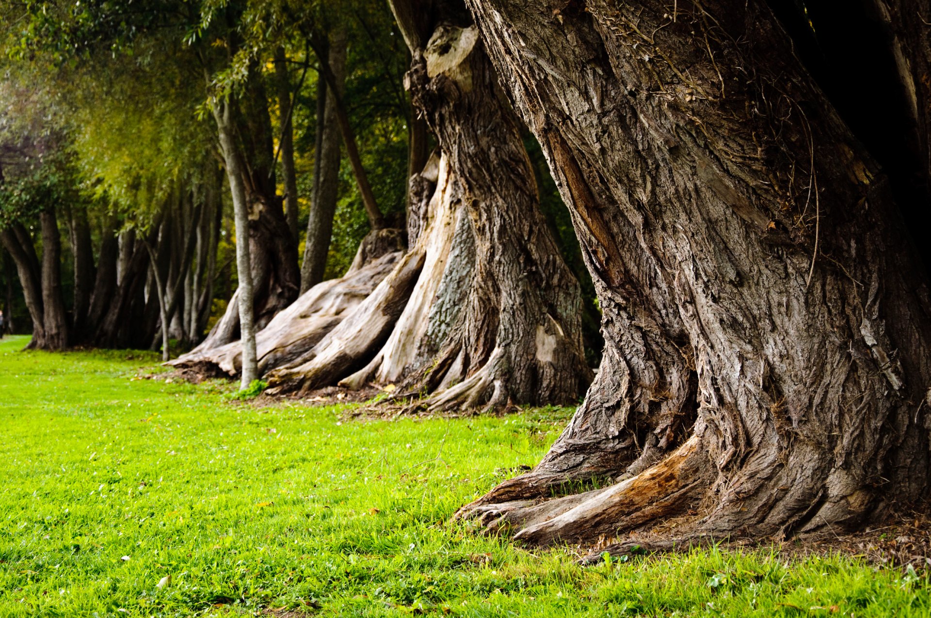 natura alberi grandi prato erba