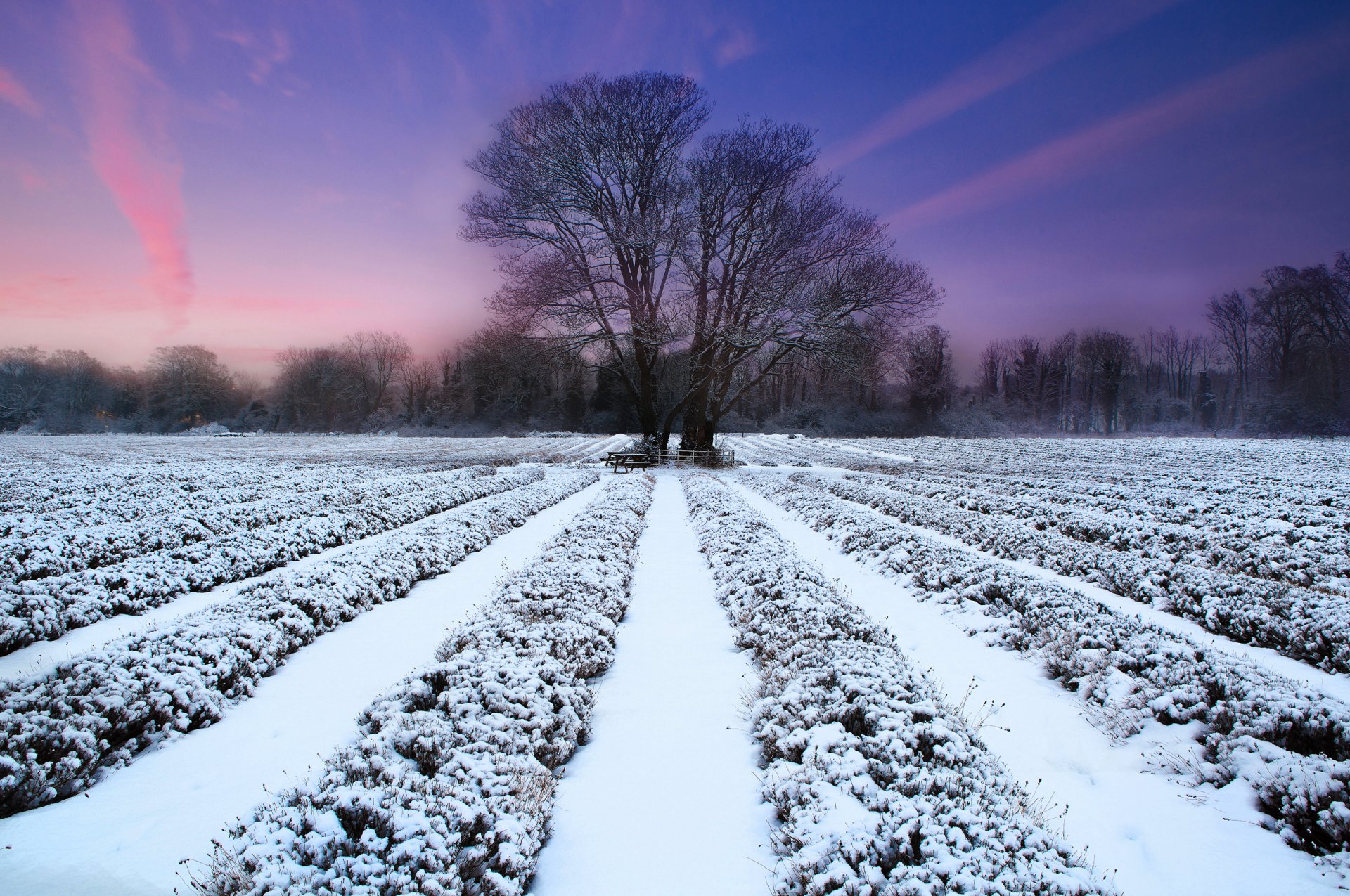 nature the field lavender winter tree sunset