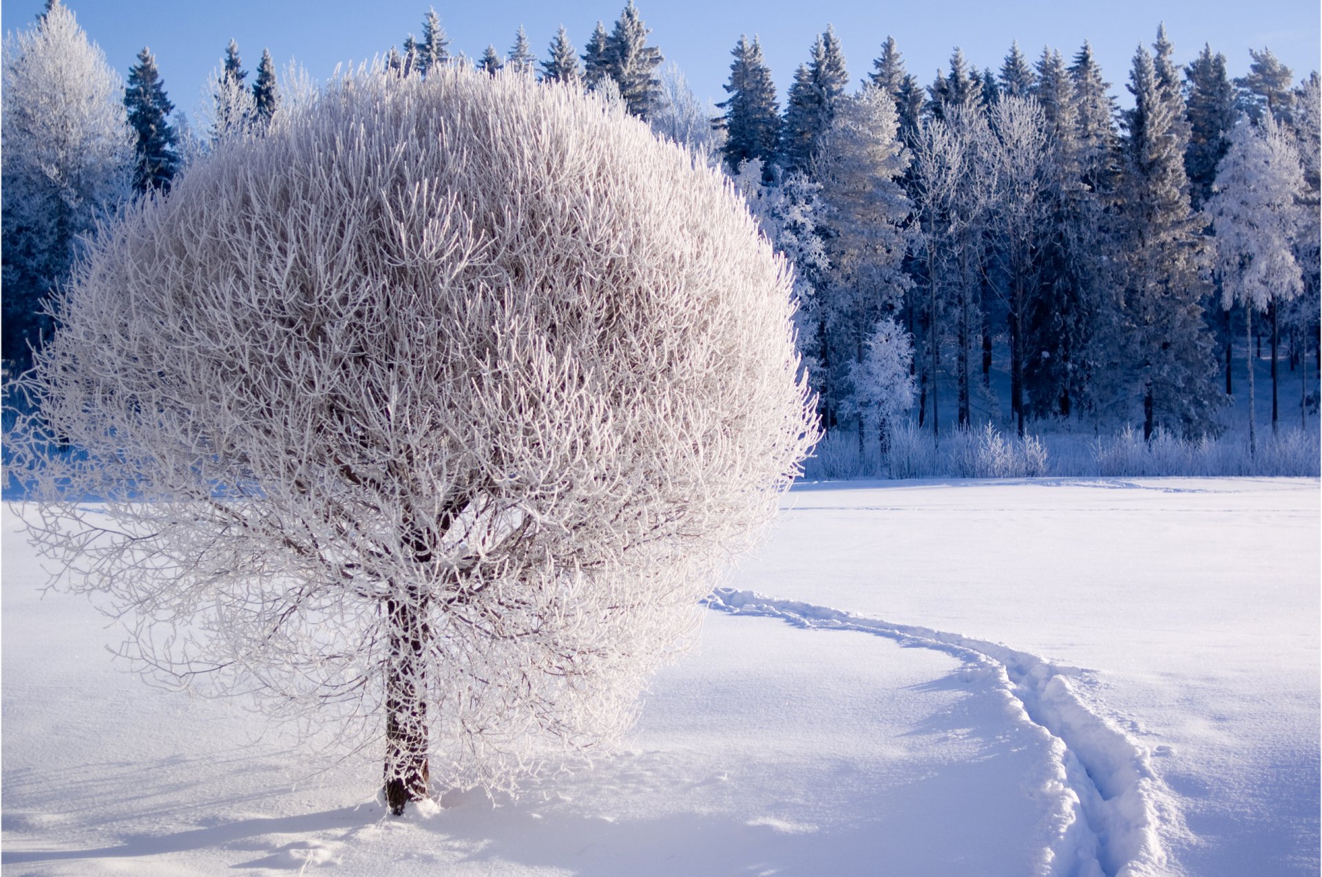 nature winter forest tree snow frost