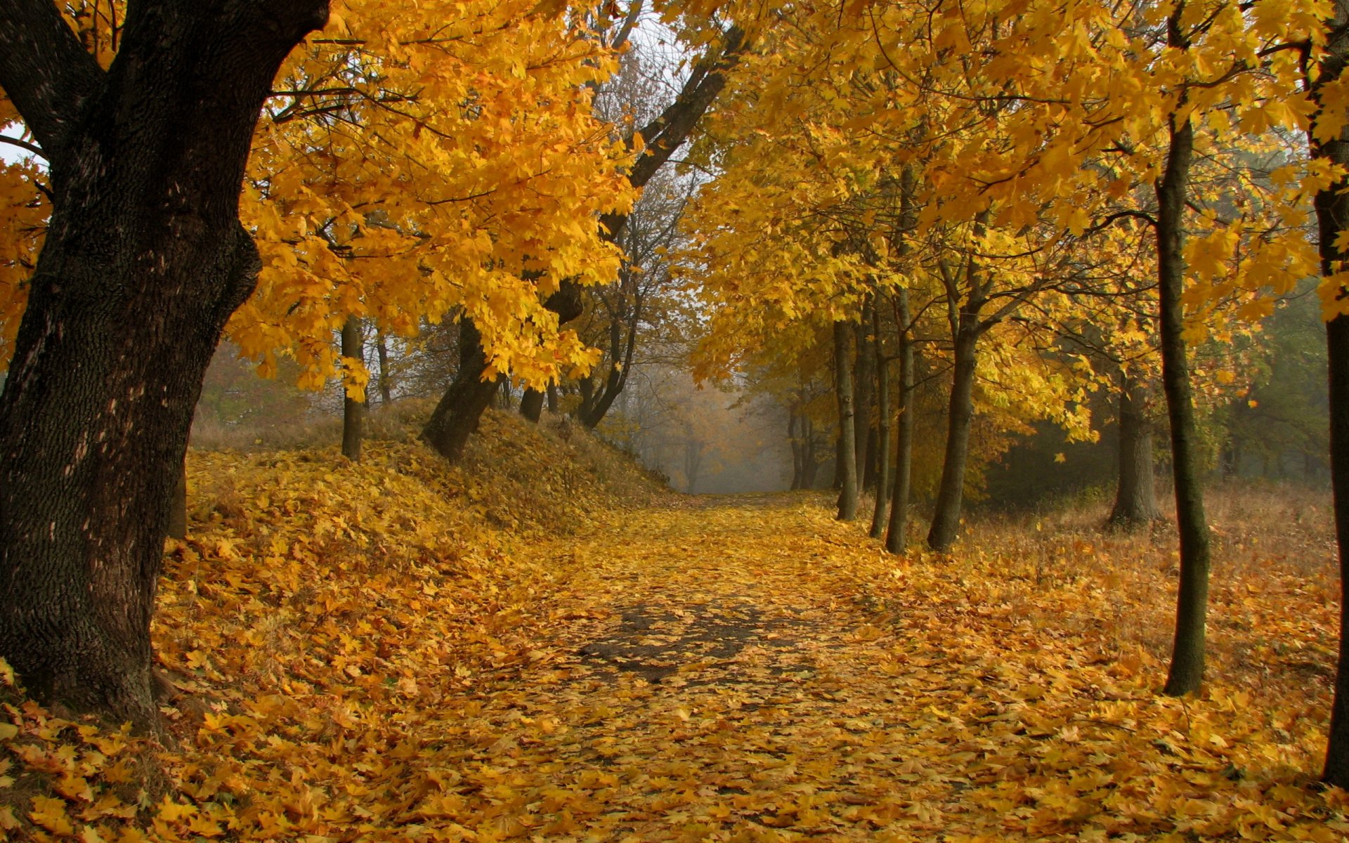 autumn park leave