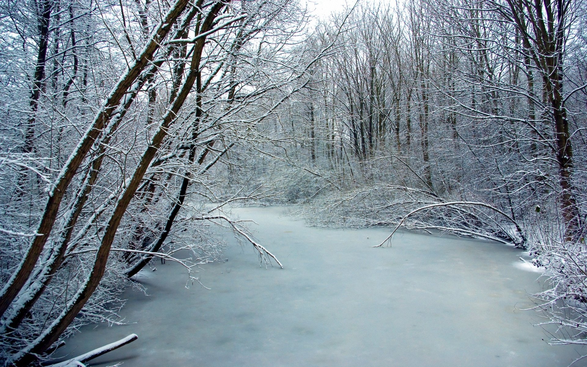 winter frost next river tree