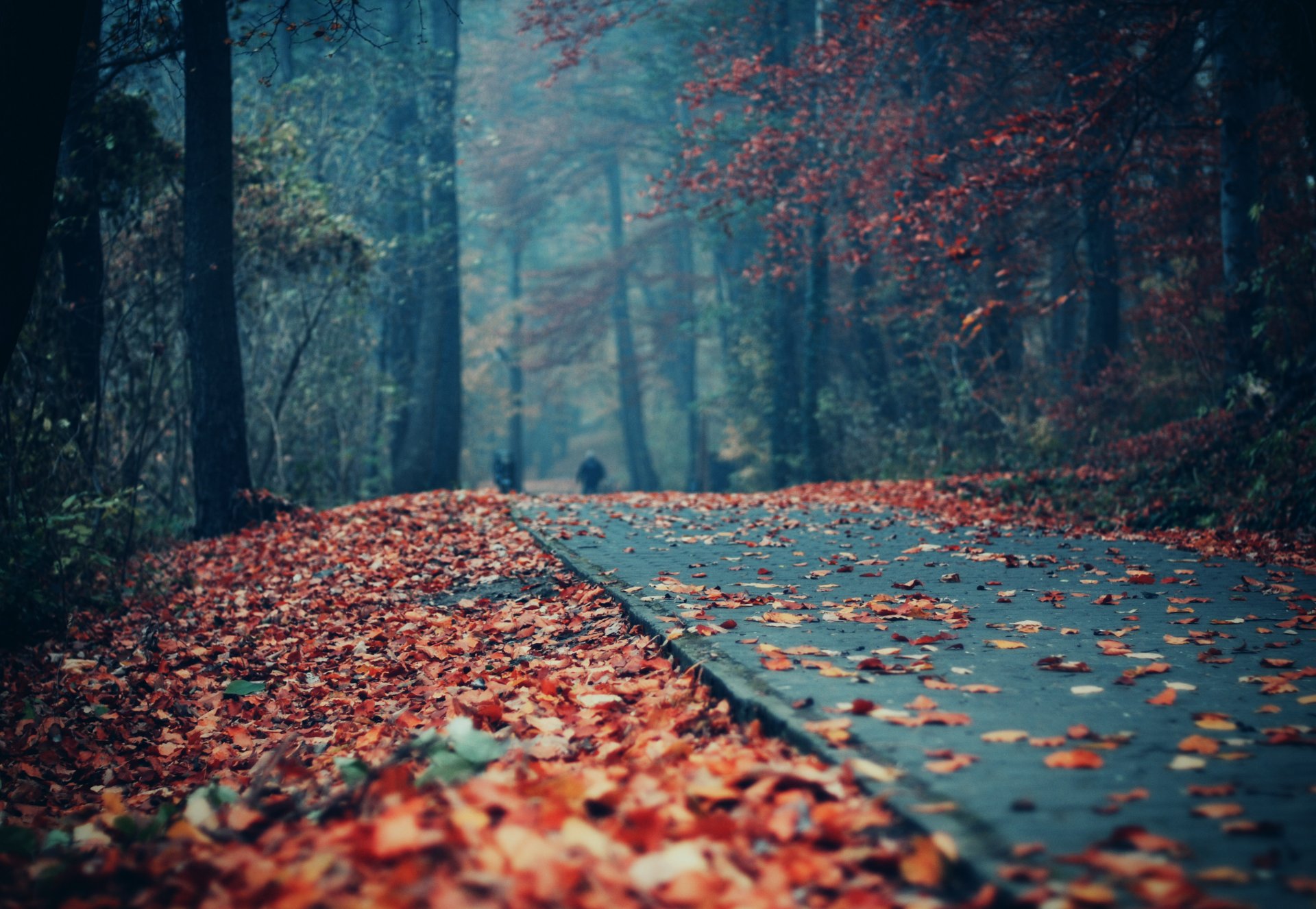 autumn park foliage track people