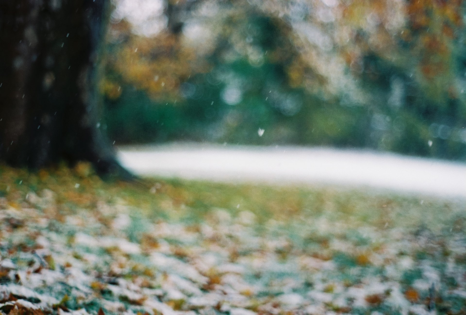 drzewo liście późna jesień pierwszy śnieg płatki śniegu rozmycie pasemka bokeh