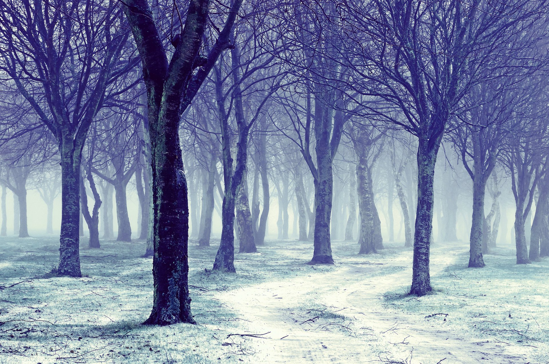 natura inverno alberi nudo strada neve